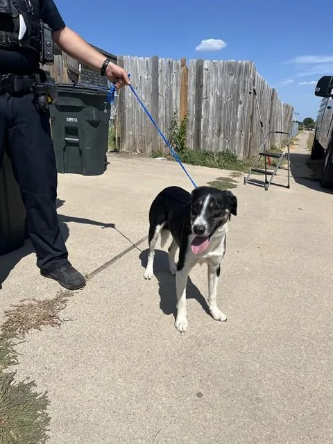 A young medium-sized male Border Collie dog named Lightning for adoption in Killeen, TX
