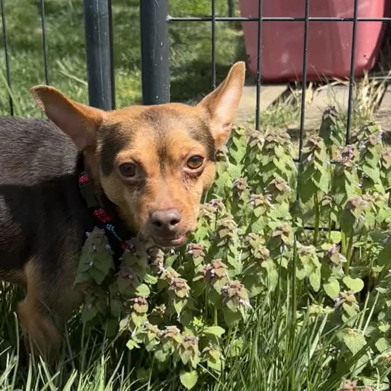 A senior small-sized male Brown / Chocolate Chihuahua dog named Sizzler for adoption in Waynesboro, PA