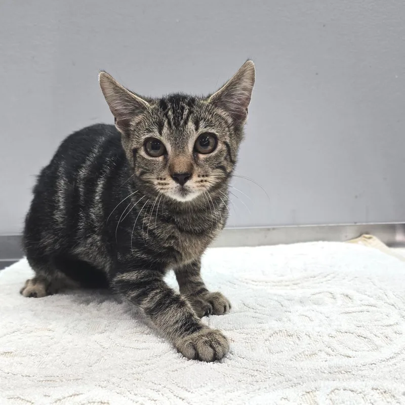A baby medium-sized female Brown / Chocolate Domestic Short Hair cat named Sylvia for adoption in Fairmont, WV