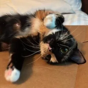 A young medium-sized female Domestic Short Hair cat named MacKenna for adoption in Cumming, GA