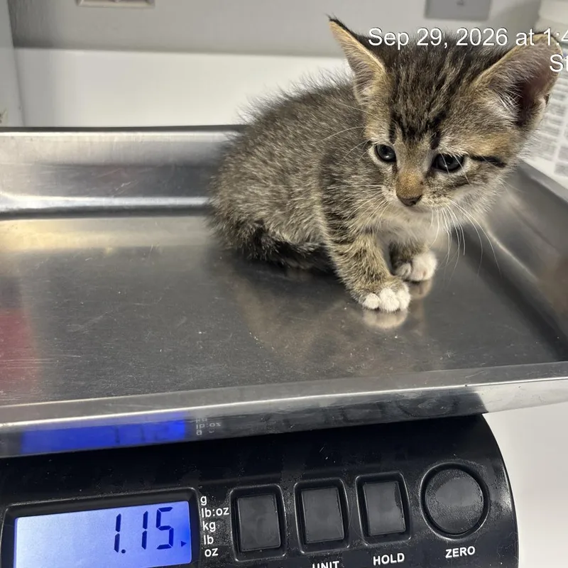 A baby small-sized male Gray / Blue / Silver Domestic Short Hair cat named Odysseus for adoption in Saint Joseph, MO