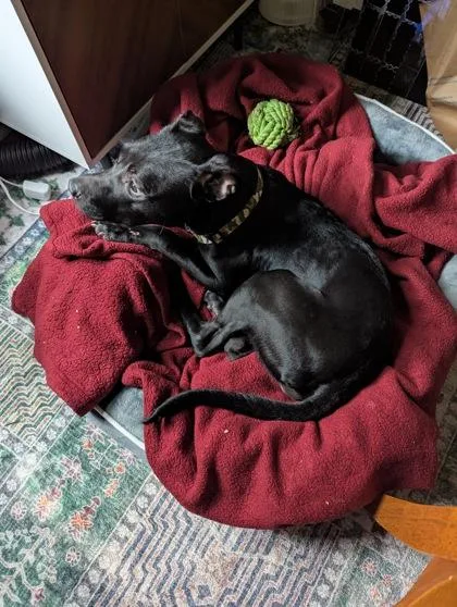 An adult medium-sized female Mixed Breed dog named Slayyyter for adoption in Atlanta, GA