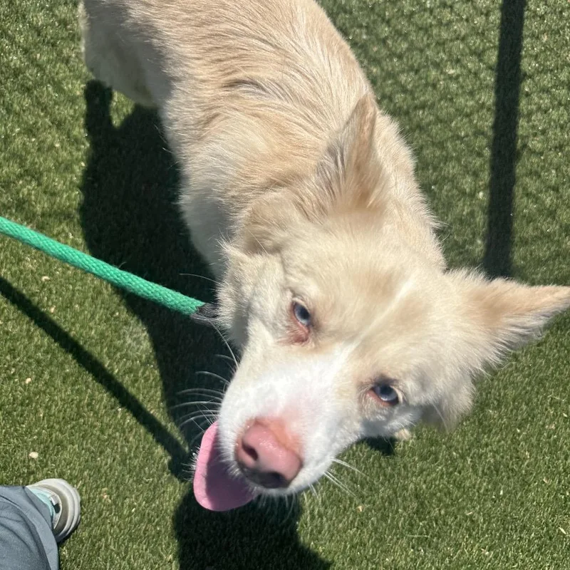 An adult medium-sized female Yellow / Tan / Blond / Fawn Mixed Breed dog named Beautiful Bee for adoption in Philadelphia, PA
