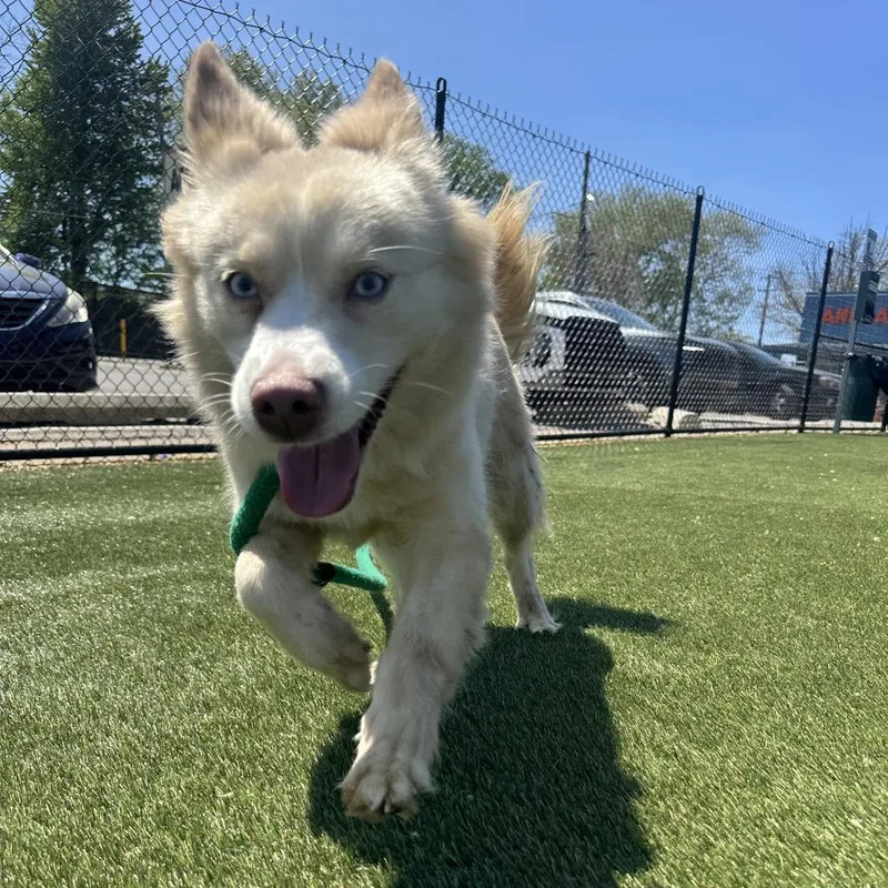 Beautiful Bee thumbnail 2