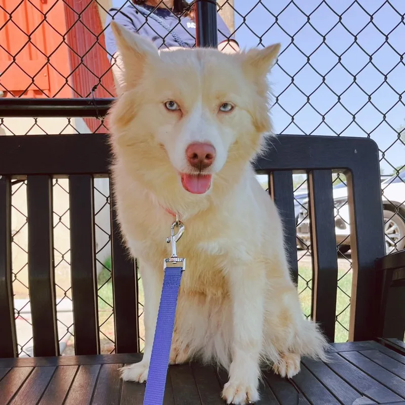 Beautiful Bee thumbnail 3