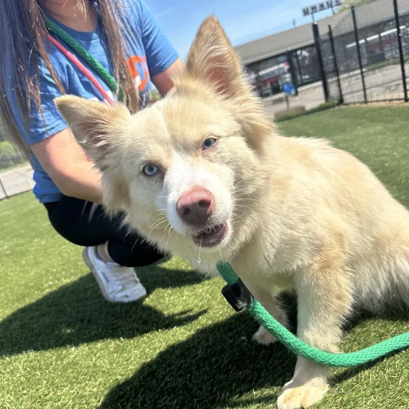 Beautiful Bee thumbnail 4