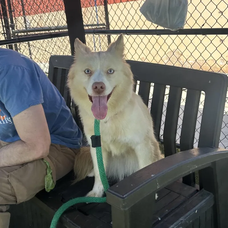 Beautiful Bee thumbnail 5