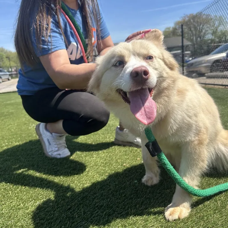 Beautiful Bee thumbnail 6