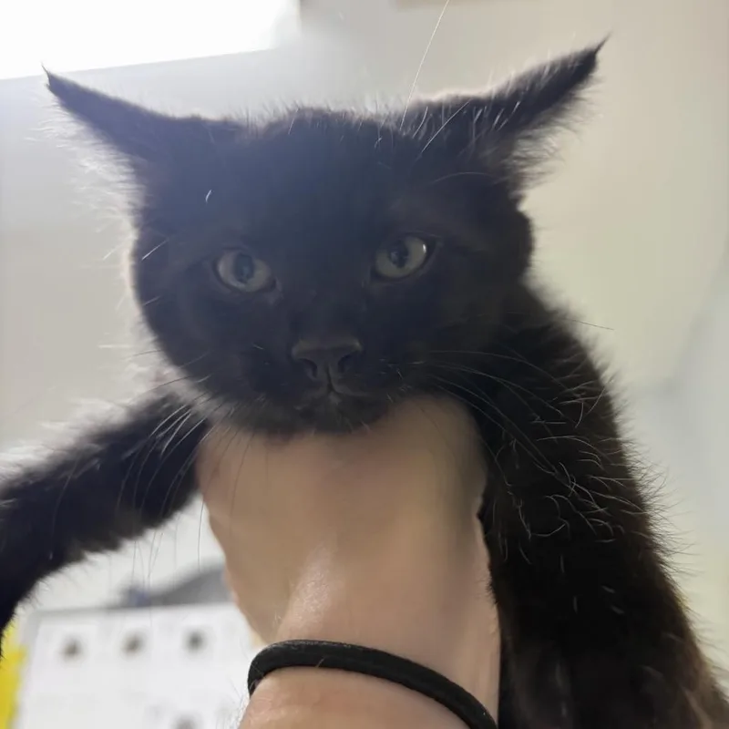 A baby small-sized male Black Domestic Short Hair cat named Ian for adoption in Franklin, NC