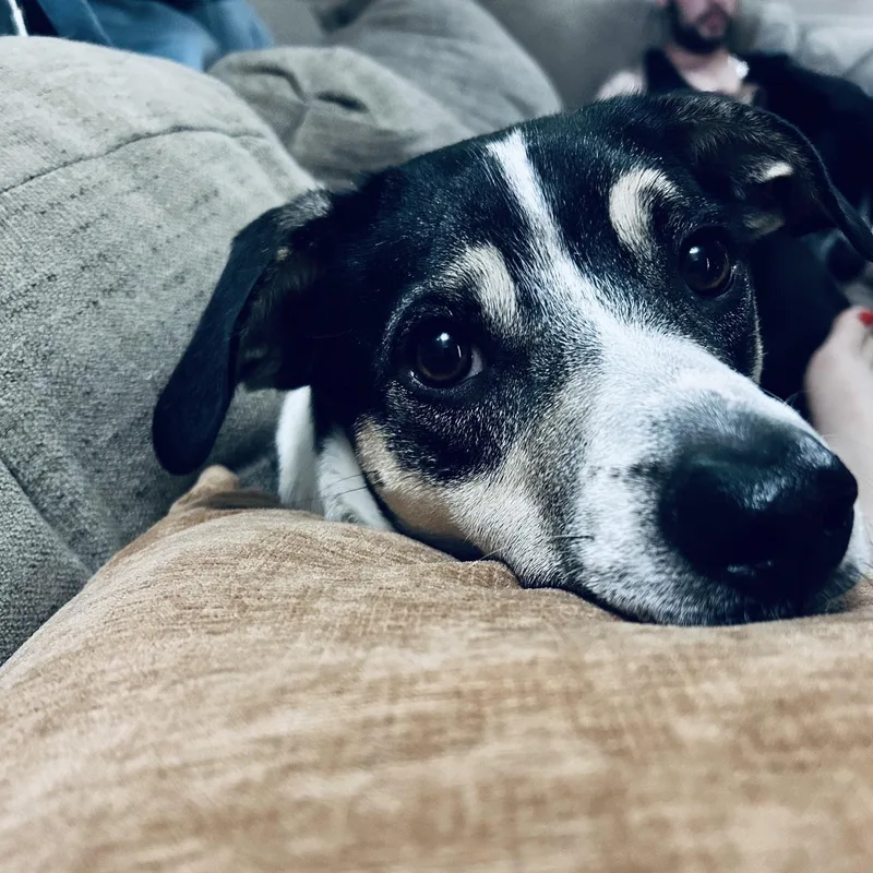A young medium-sized male Tricolor (Brown, Black, & White) Rat Terrier dog named Dyson for adoption in Chicopee, MA
