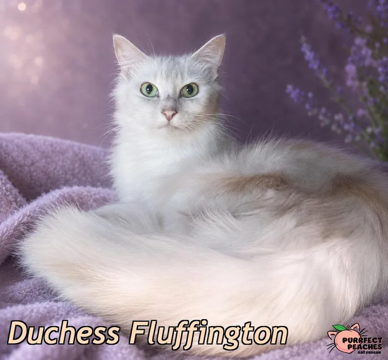 Duchess Fluffington