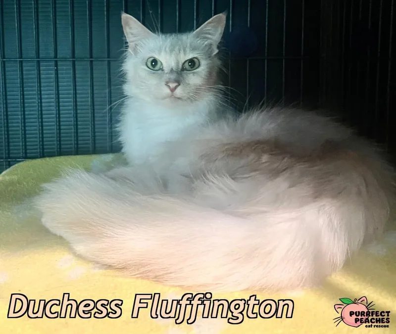 Duchess Fluffington thumbnail 2