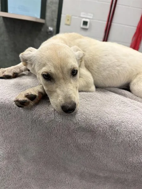 A baby small-sized female Labrador Retriever dog named Harley Quinn for adoption in Corpus Christi, TX