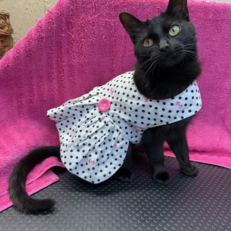 A young medium-sized female Black Domestic Short Hair cat named Kimmy for adoption in Novi, MI
