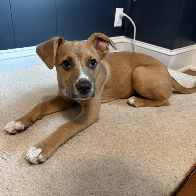 A baby medium-sized male Golden Australian Shepherd dog named Alfie for adoption in Richmond, VA
