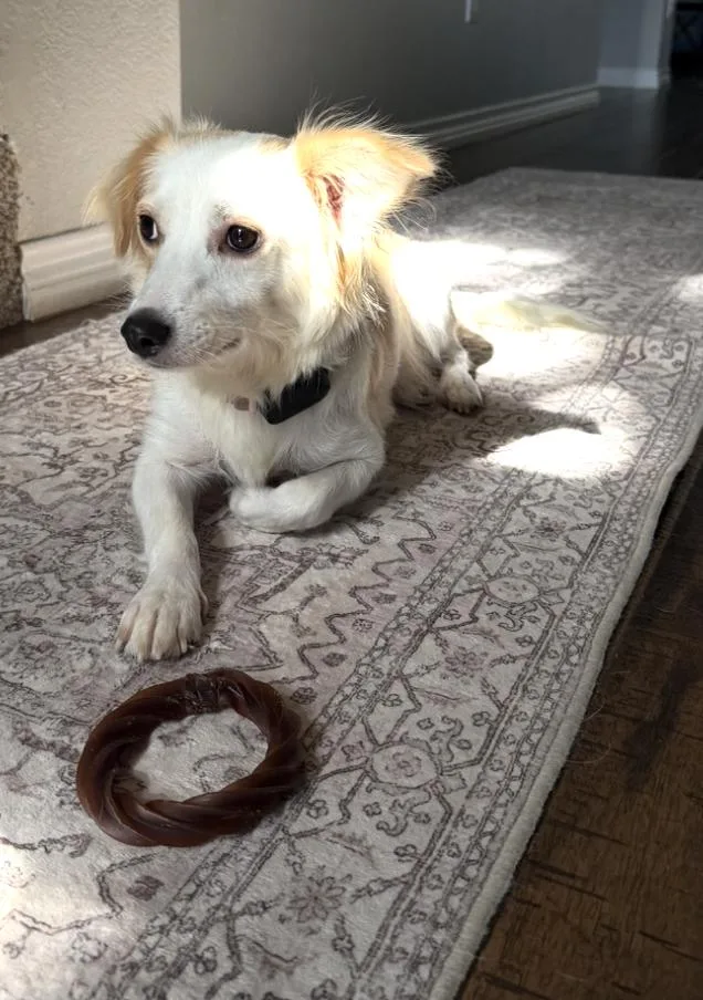 An adult medium-sized female Australian Shepherd dog named Momma Logan for adoption in Arlington, TX