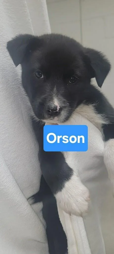 Orson