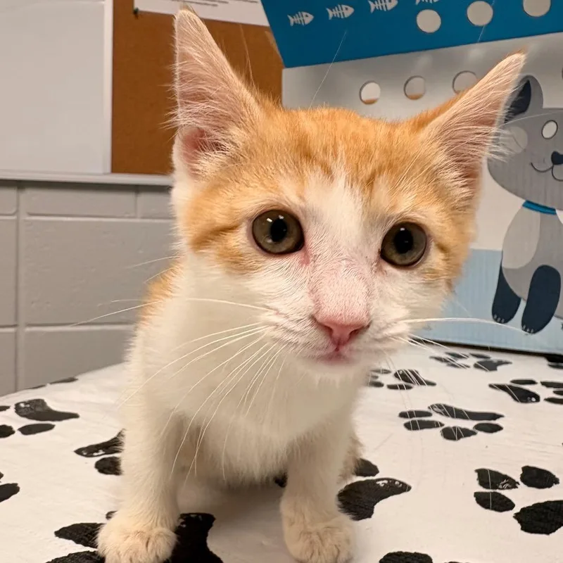 A baby small-sized female Orange / Red Domestic Short Hair cat named Chanel for adoption in Greenville, SC