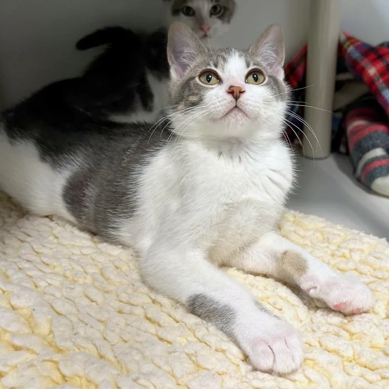A baby small-sized male White Domestic Short Hair cat named Thunder for adoption in Woodinville, WA