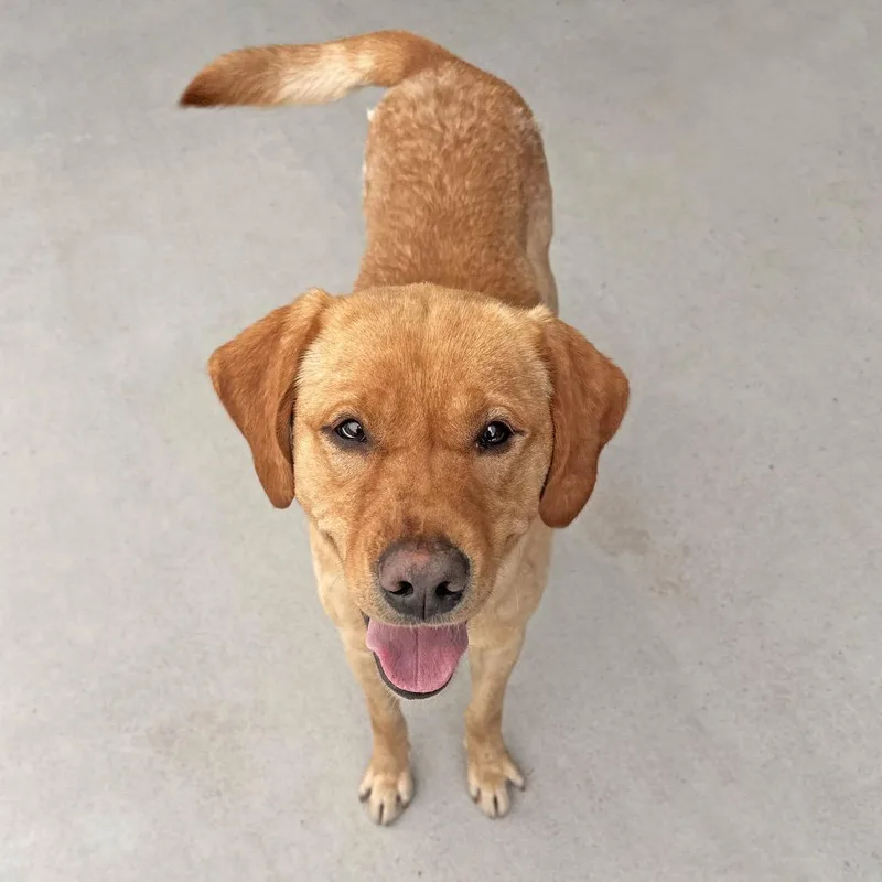 An adult medium-sized male Yellow / Tan / Blond / Fawn Mixed Breed dog named Cruz for adoption in Hailey, ID