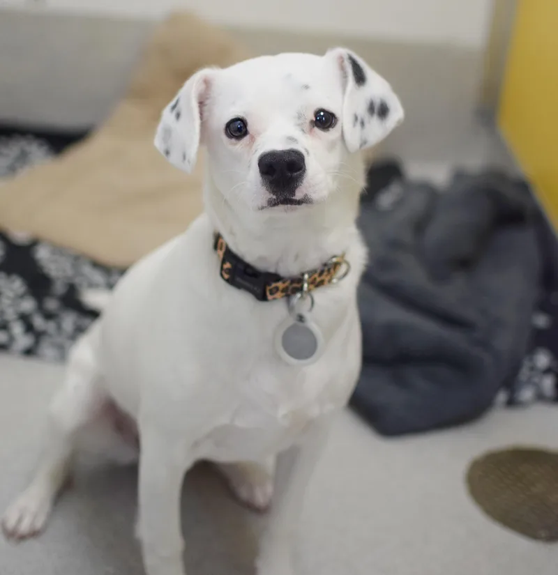 A young small-sized female White / Cream Beagle dog named Callie for adoption in Pontiac, MI