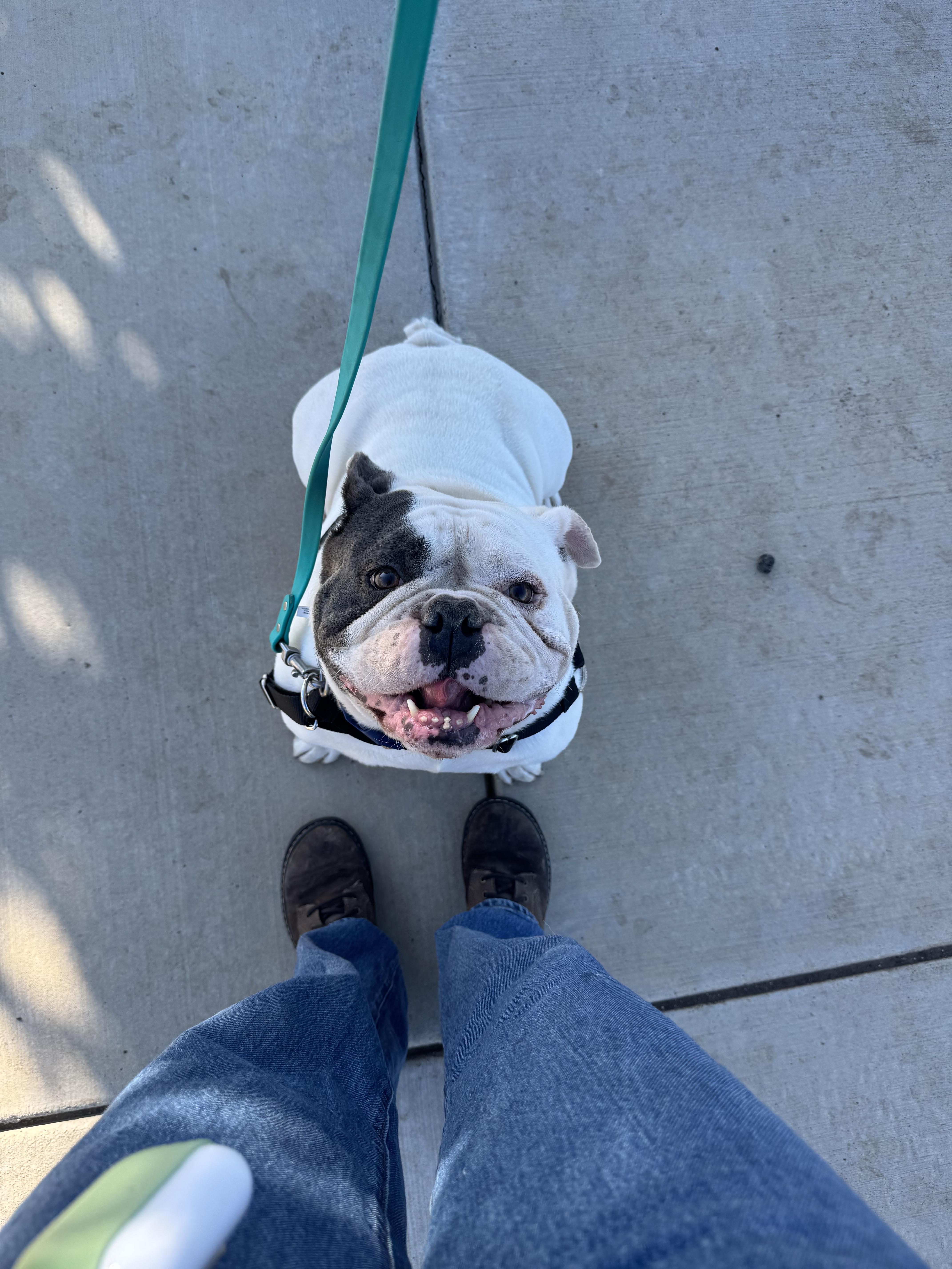 An adult large-sized male English Bulldog dog named Angus for adoption in Chico, CA