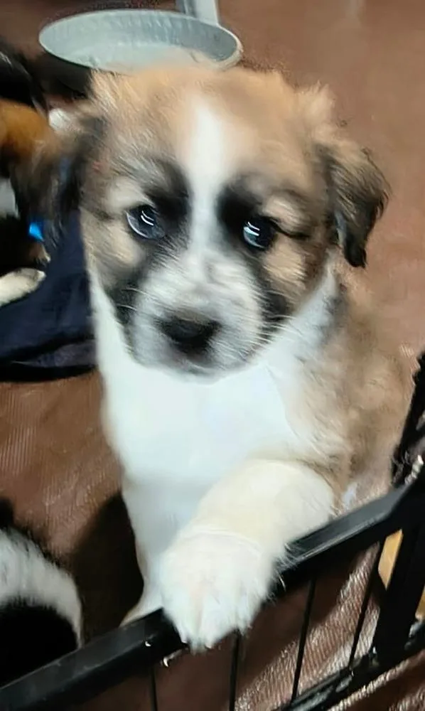 A baby medium-sized female Tricolor (Brown, Black, & White) Border Collie dog named Cookie Paws : Peanut for adoption in Aurora, IN