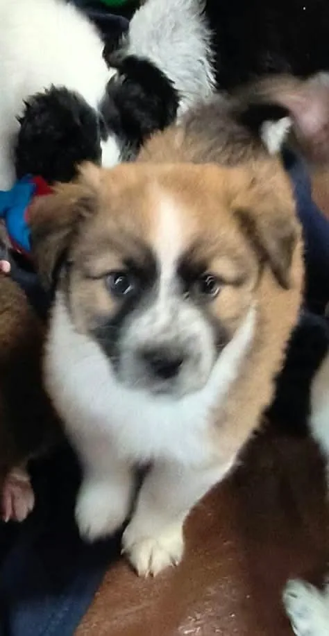 Cookie Paws : Peanut thumbnail 3