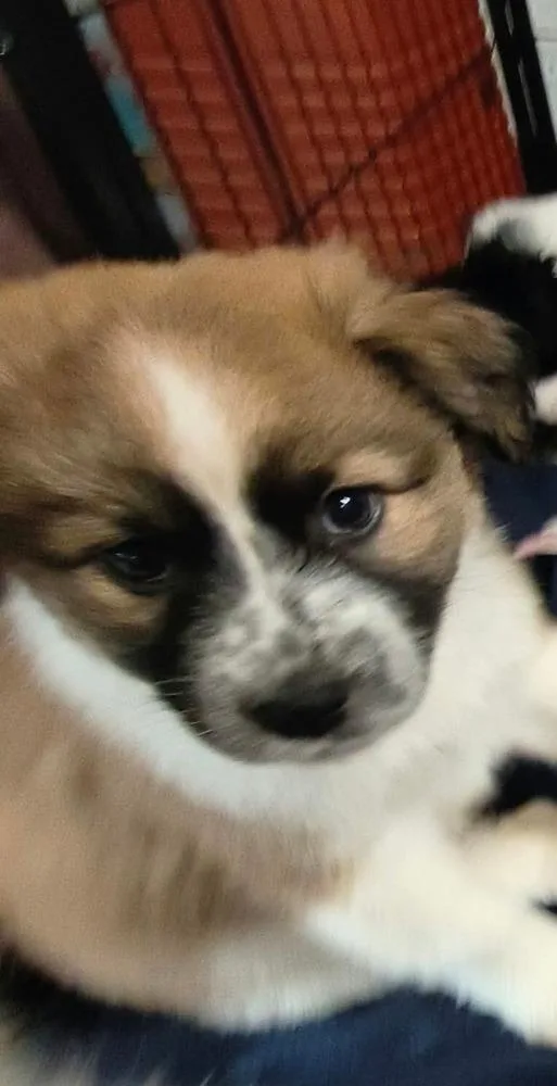 Cookie Paws : Peanut thumbnail 4