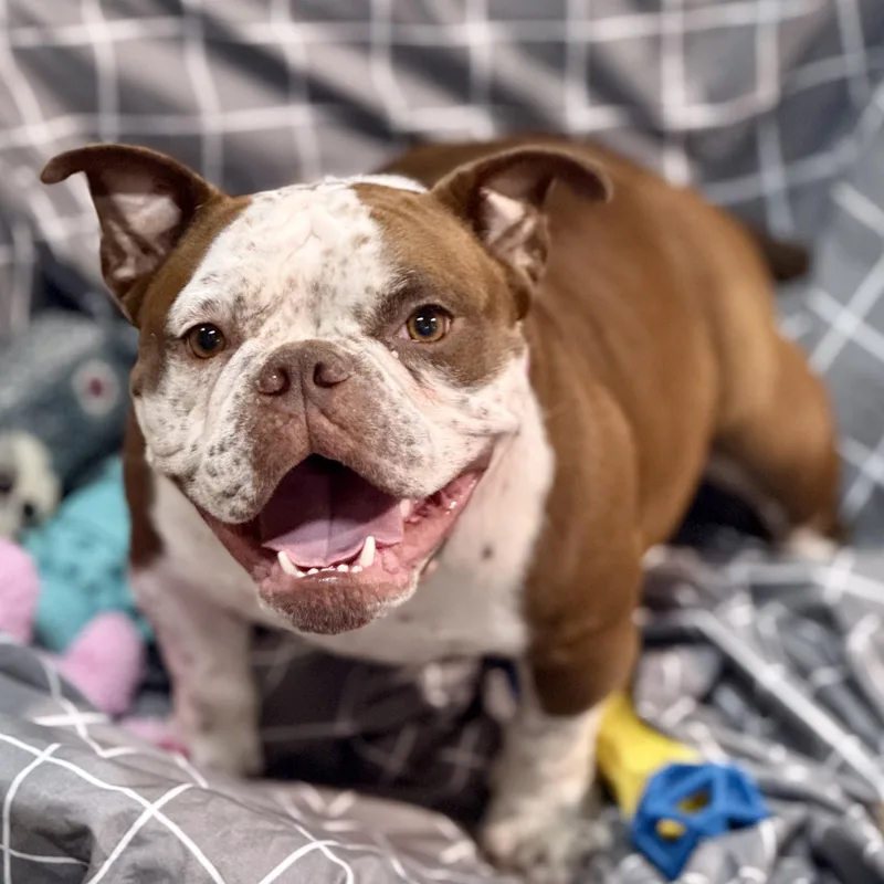 A young medium-sized female Brown / Chocolate Bulldog dog named Fannie for adoption in Gallatin, TN
