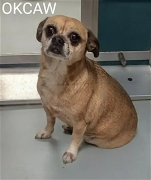 An adult small-sized female Terrier dog named Cutie Pie for adoption in Oklahoma City, OK