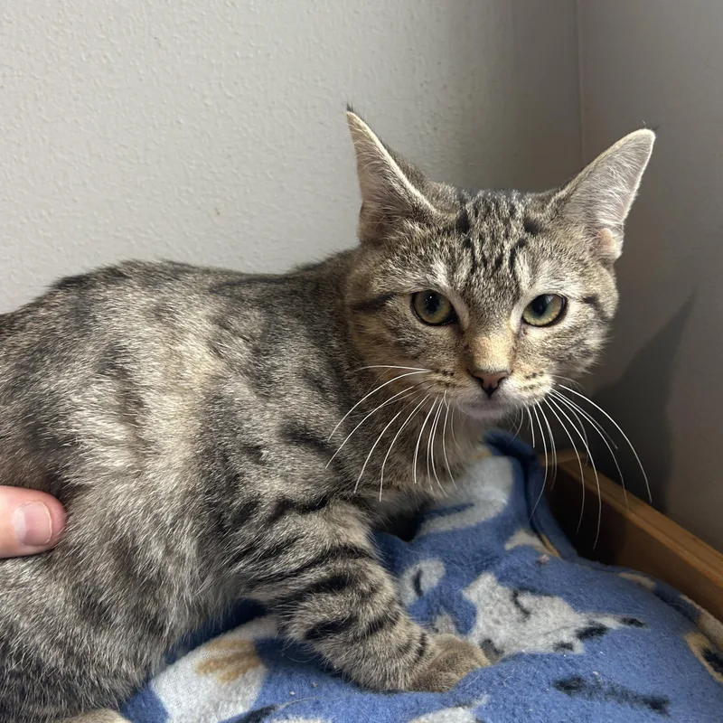 A baby small-sized male Domestic Short Hair cat named Duncan for adoption in Seward, NE