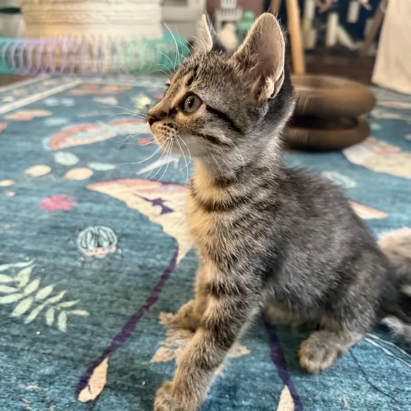 A young small-sized female Brown / Chocolate Domestic Short Hair cat named Topaz for adoption in Houston, TX