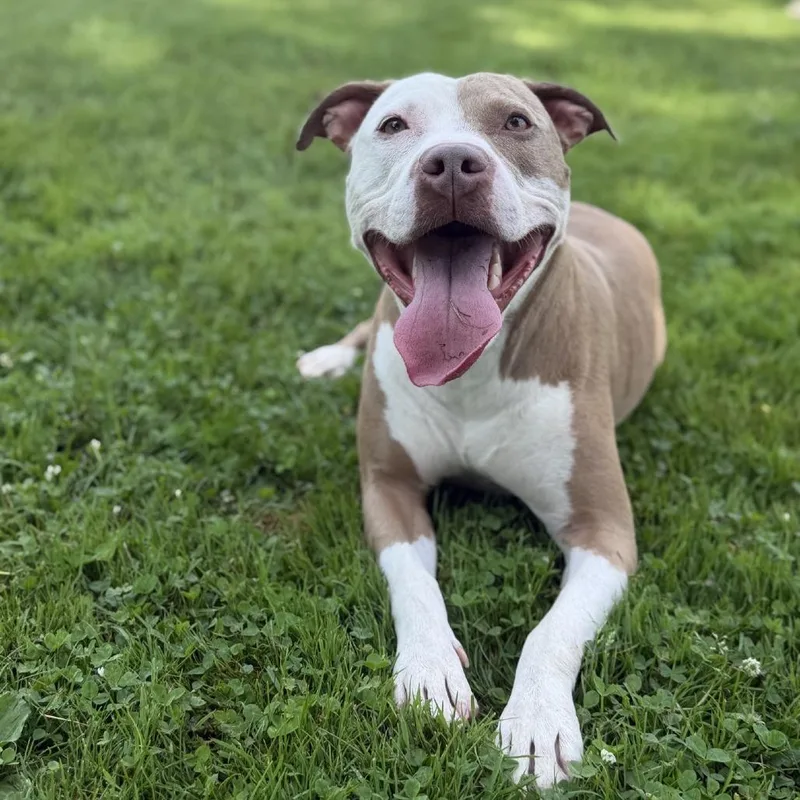 An adult medium-sized male Yellow / Tan / Blond / Fawn Pit Bull Terrier dog named Onyx for adoption in Ashtabula, OH