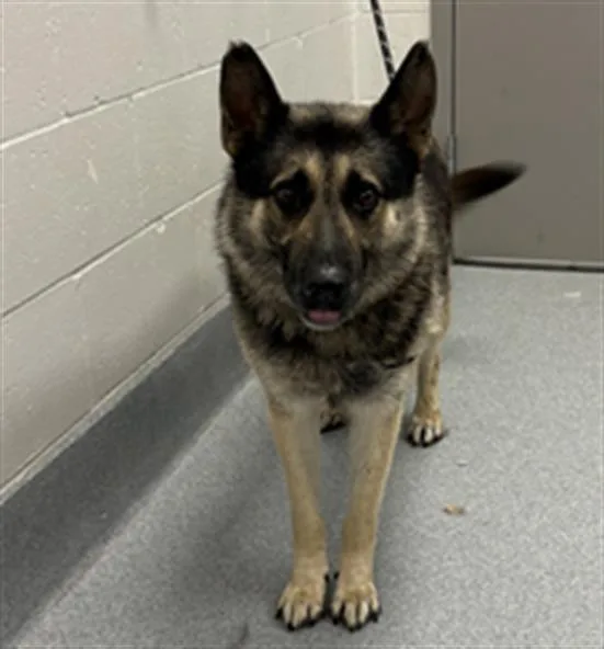 An adult large-sized male German Shepherd Dog dog named Finley for adoption in Indianapolis, IN