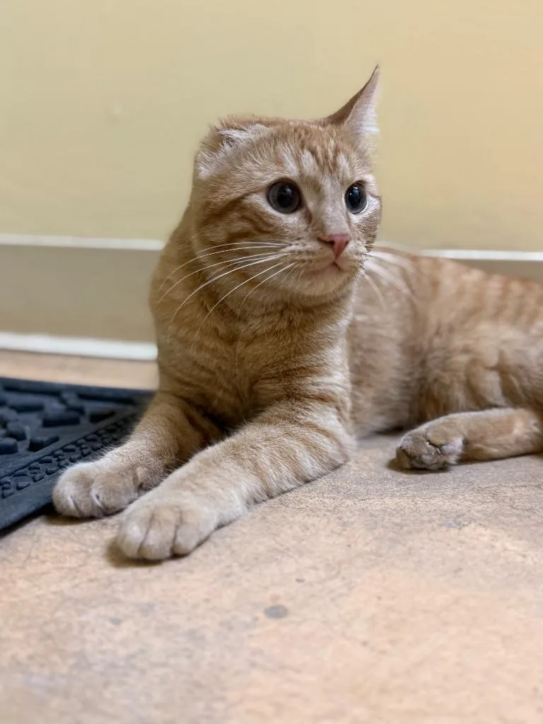 A baby medium-sized male Domestic Short Hair cat named Mick Foley for adoption in Thayne, WY