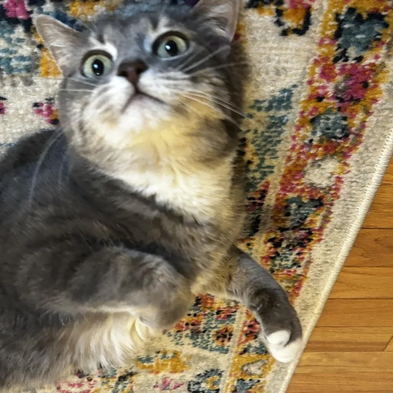 An adult medium-sized female Gray / Blue / Silver Domestic Short Hair cat named Lily for adoption in Harrisonburg, VA