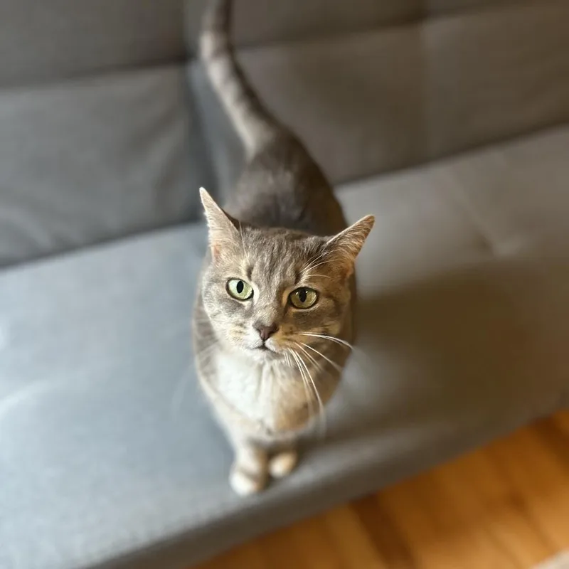 Lily thumbnail 4