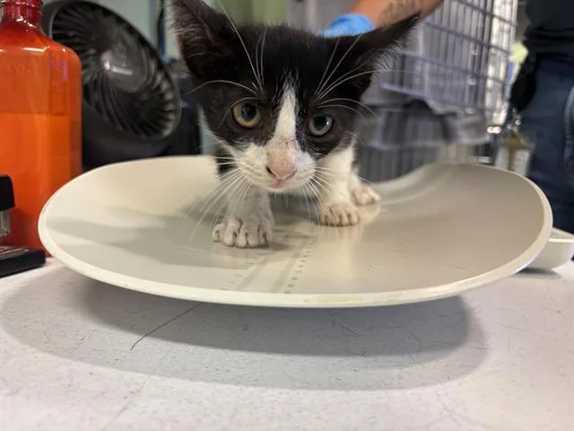 A baby small-sized male Domestic Short Hair cat named Esher for adoption in Grand Prairie, TX