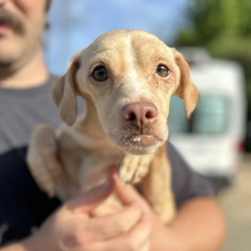 An adult small-sized male Yellow / Tan / Blond / Fawn Chihuahua dog named Tibia for adoption in Columbia, SC