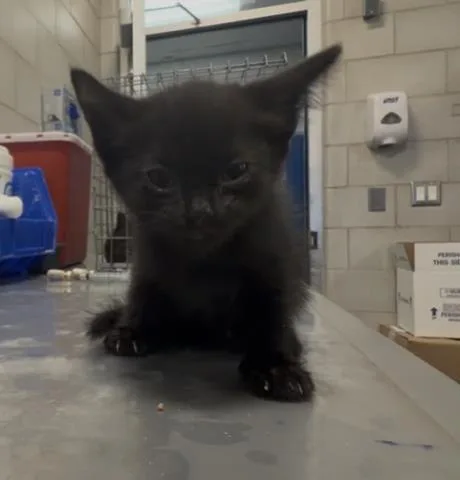 A baby small-sized female Domestic Short Hair cat named Ollie for adoption in Dallas, TX