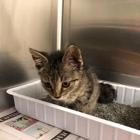 A baby small-sized female Brown / Chocolate Domestic Short Hair cat named Bella for adoption in Novelty, OH