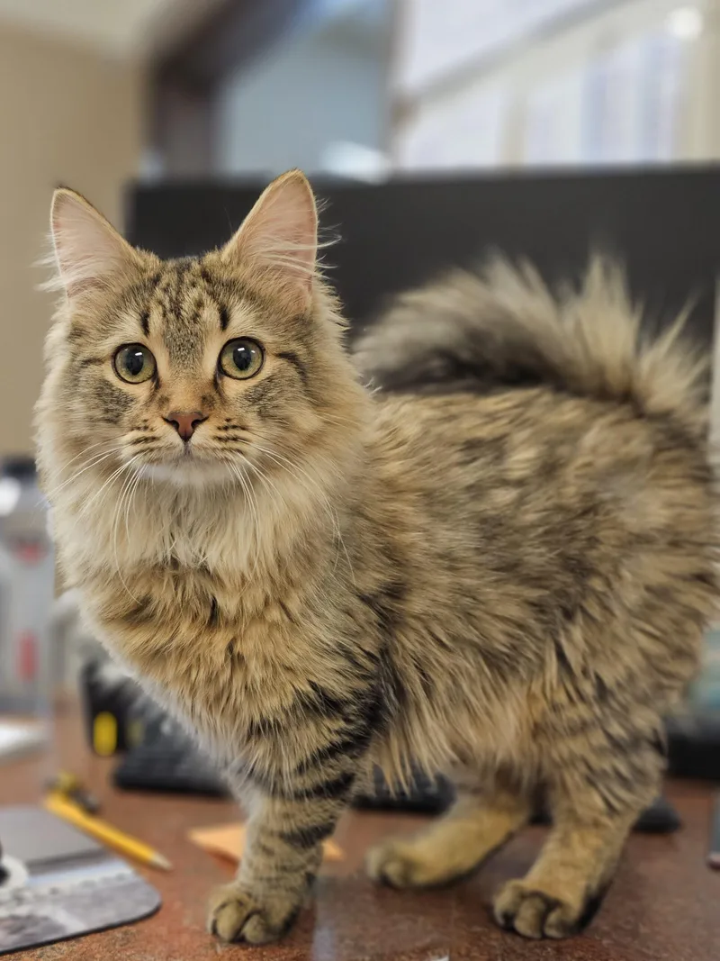 A young medium-sized male Tabby (Brown / Chocolate) Domestic Long Hair cat named Booker Gollum for adoption in Burlington, IA
