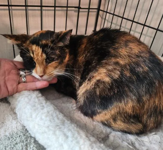 An adult medium-sized female Domestic Short Hair cat named Thomasina for adoption in Hampstead, NC