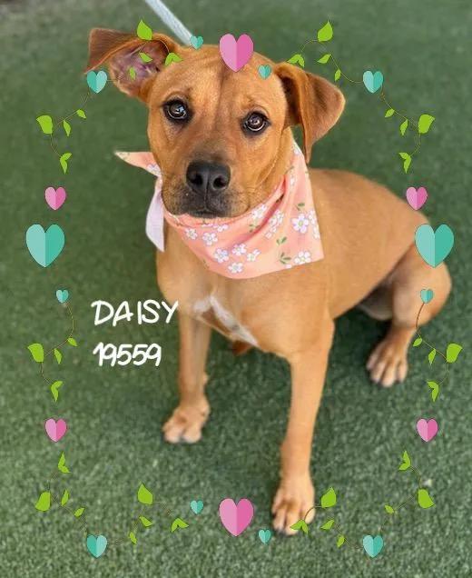 A young medium-sized female Hound dog named Daisy for adoption in Marietta, GA