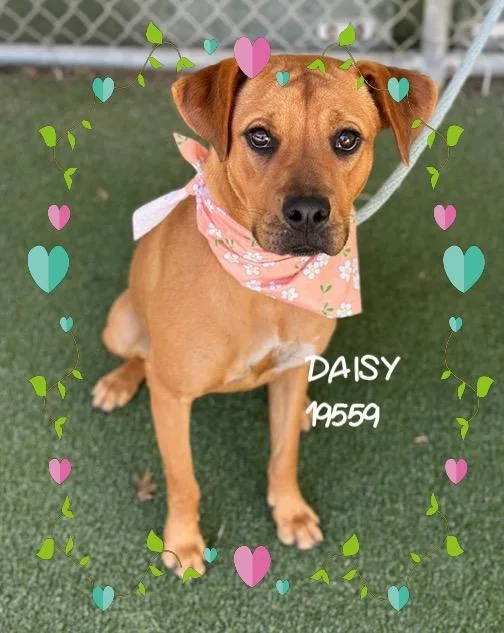 Daisy thumbnail 2