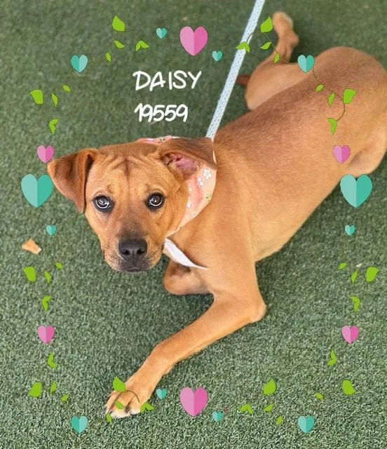 Daisy thumbnail 3