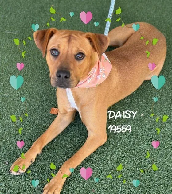 Daisy thumbnail 4
