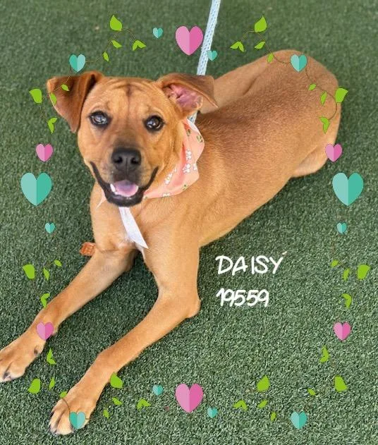 Daisy thumbnail 5