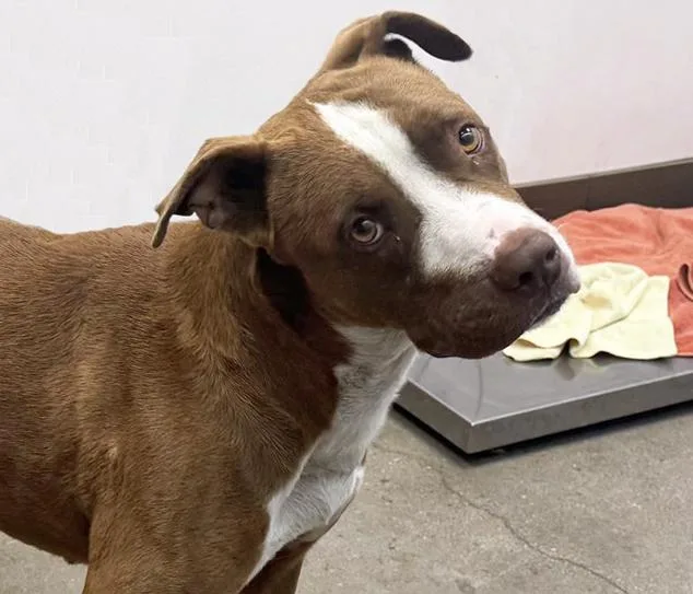 A young large-sized male Pit Bull Terrier dog named Newt for adoption in Tucson, AZ